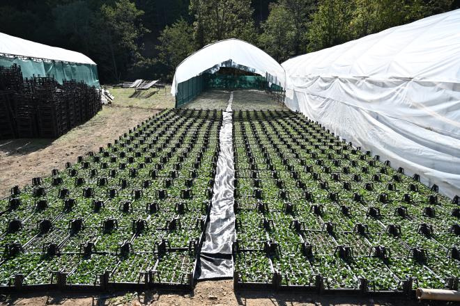 Daha ucuza alyoruz<br>  Daha nceden ehir dndan temin edilen ieklerin Bursa?da retilmesi maliyetlerin de dtn dile getiren Bakan Akta, ?Kendi topramzda, kendi iftimize rettiriyoruz. Bykehir Belediyesi olarak bu iten menfaatimiz var. Biz daha ucuza alyoruz. Eskiden bunlar baka ehirlerden alnyordu. reticimizin de bu iten menfaati var. Hem iftimiz kazanyor hem de kooperatiflerimiz kazanyor. Tarm potansiyelimizi gz ard etmeden ehre byle bir bak as ortaya koymamz gerektiini ifade etmek istiyorum. Bu uygulamalarn baka krsal mahallelerimize de rnek olmasn tavsiye ediyorum? dedi.