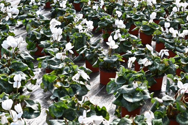 Bu dnemde iek reten iftilerimize 13 milyon civarnda bir deme yaptk. K sezonu iin de 1 milyon 500 adet, kasmpat, meneke, uha gibi ieklerimizin retim ve bakm almalar sona erdi. nallah yakn bir zaman iinde dikimlerini gerekletireceiz. 2023 ylnda toplam 19 milyon 500 bin TL gibi bir deme yaplm olacak? diye konutu.