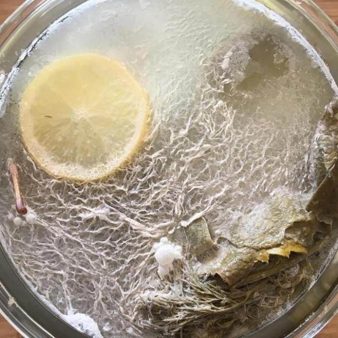 BEYAZ TABAKAYI TAKP EDN    Sebze veya meyveleriniz mayalanmaya baladktan sonra en st ksmda oluan beyaz tabakann takip edilmesi ve grld anda hemen alnmas gerekir.