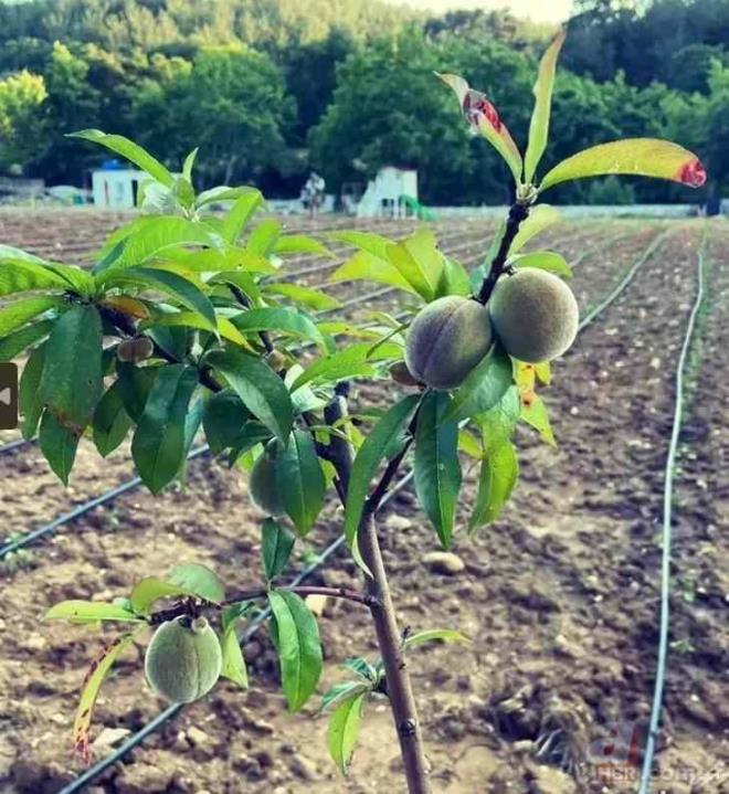"Buras Karderesi. Buray 1,5 yl nce aldk. Tarladan iftlie dnecek buras. Her bir metrekaresinde, her bir dnmnde aln terim var. Kendi ellerimle rdm buray. Burada kuzular olacak... Tavanlar olacak... Ekilecek, biilecek... Duygu ile Blent Polat'n iftlii olacak." diyen nl oyuncunun sosyal medya hesabndan yapt paylamlar byk beeni topluyor.