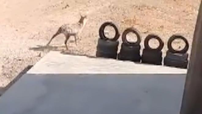 Cep telefonu kamerasyla grntlenen ceylan bir sre sonra gzden kayboldu.