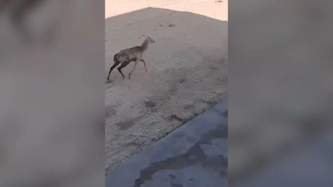 Kentte, nesli tkenme tehlikesi altnda olduu iin ceylanlarn korunma altna alnd 75. Yl Ceylan retme stasyonu bulunuyor.