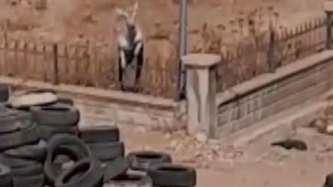 anlurfa'da nereden geldii bilinmeyen bir ceylan, Akakale Devlet Hastanesi'nin duvarndan atlayarak baheye girdi.