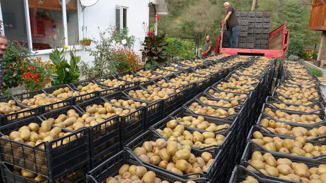Alclar da zaten pein deme yapyor. Onun iin kivi olduka karl. Bu yl havalarn scak olmas bizi etkiledi. Kresel snma olursa kivi reticileri de skntya girer nk kivi suyu seviyor.     Kahverengi kokarca ile ilgili bir hayli sknt oldu, bu konuda genel bir alma yaplmas gerekiyor"