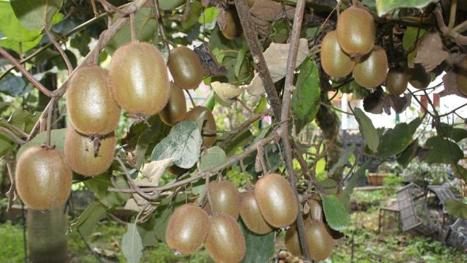 Buna ramen, byk ksm yurt dna ihra edilen kivinin Ordu ili ekonomisine yaklak 100 milyon TL katk sunmas hedefleniyor.