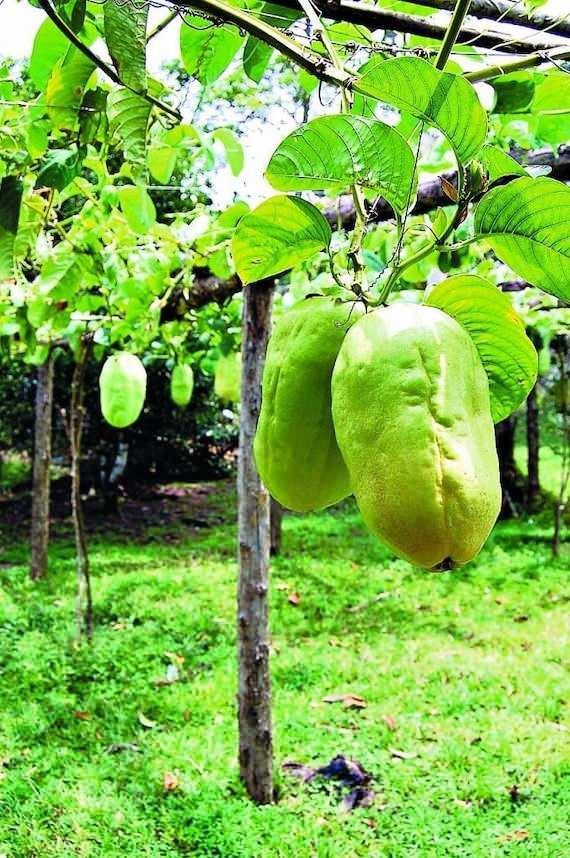 - Diyabeti kontrol altnda tutmaya fayda salar. Glisemik indeksi dktr bu da kan ekeri seviyelerinde ani bir ykselie yol amad anlamna gelir.