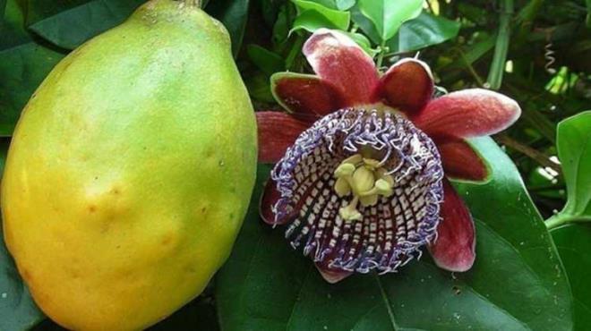 Barbadine meyvesi yani dier adyla dev granadilla, Orta ve Gney Amerika'ya zg bir meyve olarak karmza kyor. Bakl glendirmesinden sindirim sistemini desteklemeye kadar birbirinden nemli alanlarda gl bir rol stlenen Barbadine meyvesinin faydalar nelerdir? Barbadine meyvesi hangi hastala iyi gelir gelin birlikte renelim: