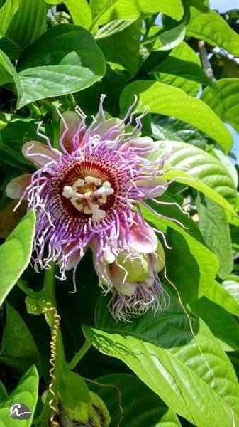 - Stes ve kaygdan uzak durulmasna fayda salar.   <br>  - Kan basncn azaltr. Kalp hastalklarn nlemeye yardmc potasyum ierir.