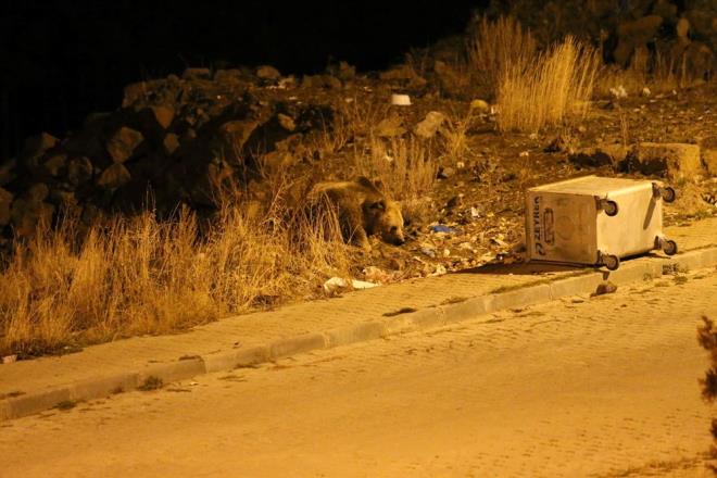 K uykusu ncesi besin depolayan bozaylar, hazr yiyecek olarak grdkleri plerden besleniyor. Tepe Mahallesi'ndeki TOK konutlarnn olduu blgeye gelen bozaylar, p konteynerlerini tek tek devirerek karnlarn doyuruyor.