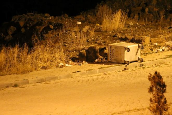 Ural, "Aylar her gn plere geliyor, evcil duruma geldiler. Vatandalardan korkmuyorlar, aralar gelince pleri alp dereye gidiyor, onu yedikten sonra tekrar geliyorlar. Sarkam'n mahallelerini geziyorlar, akamlar plerden yiyecek yiyip sabah hava aydnlannca ormana geri dnyorlar." dedi.