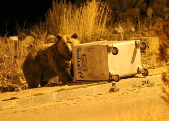 Trkiye'nin nemli k turizm merkezlerinden biri olan Sarkam ilesindeki geni saram ormanlarnda yaayan bozaylar, yazn beslenmek amacyla Artvin'in avat ilesi krsalna gidiyor, kn ise uzun bir uykuya yatmak iin Sarkam'a dnyor.