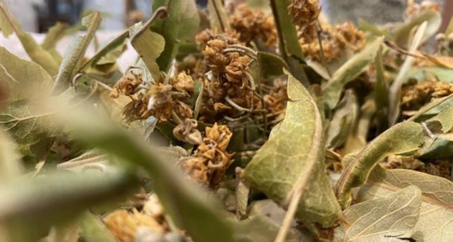 erdii yksek C vitamini ve antioksidan deerleriyle kuburnunu da hlamur aynza katabilirsiniz.