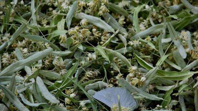 Kaynadka aclaan hlamur yapraklar ayn zamanda tat olarak da lezzetini kaybediyor. Uzmanlar, hlamurun doru ekilde demlendiinde faydasnn 15 kat arttn belirtiyor.Ihlamur aynz krmz renge dndyse neredeyse tm besin deerlerini kaybetmi demektir.