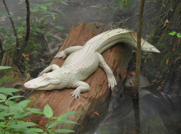 Aknlarda (gerek insan, gerek hayvan) deri ok ince ve beyazms (ya da hafife pembe), kllar (ya da tyler) beyazdr.