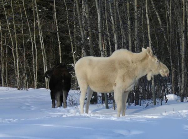 Albino hastal olan hayvanlar grenleri artyor.