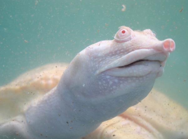 Albino hastal olan hayvanlar grenleri artyor.