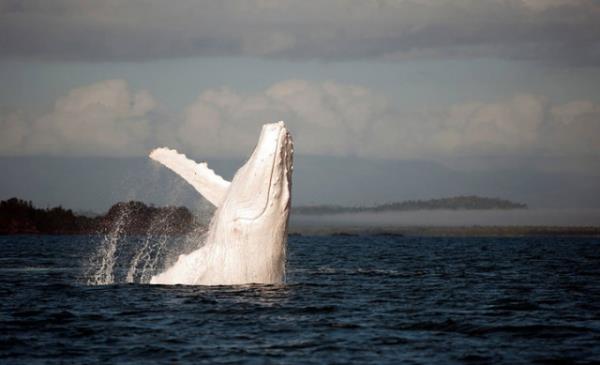 Gzlerin gzbebekleri pembe, a tabakadan yansyan k krmzdr. Gzler a duyarldr ve genellikle astigmattr.