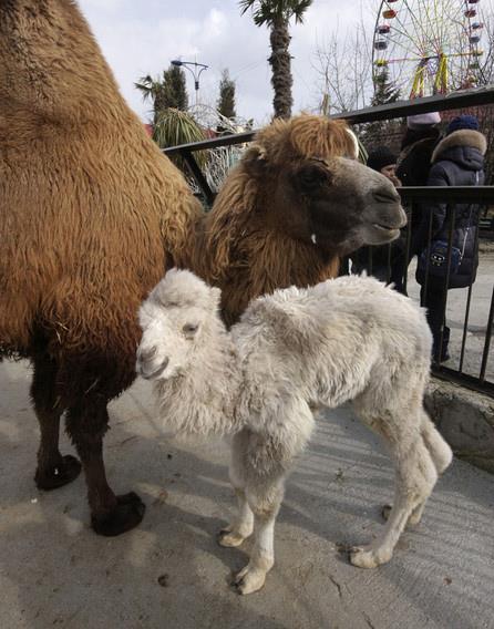 Albino hastal olan hayvanlar grenleri artyor.