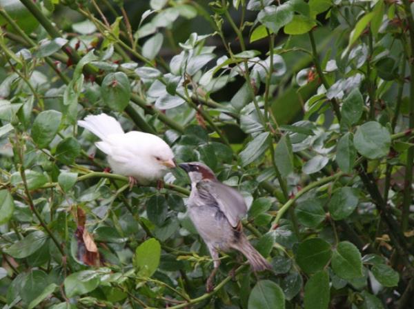 Binlerce insan ya da hayvan etkileyen genetik bir bozukluk olan aknlk renklenmeyi salayan melanin pigmenti yokluu ya da azlndan kaynaklanr.
