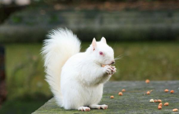 <b>Ksmi aknlk,</b> ok daha az zararldr ve deride beyaz noktalar ya da kollarda beyaz peremler halinde grlr. Bedenin yalnzca baz alanlarnda melanin pigment bulunmamas "vitiligo" diye adlandrlr.