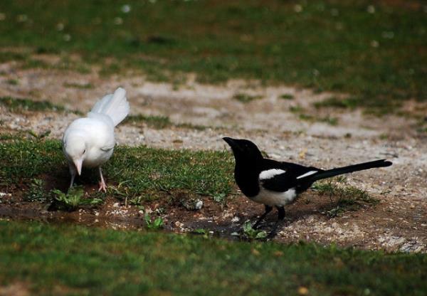 Albino hastal olan hayvanlar grenleri artyor.