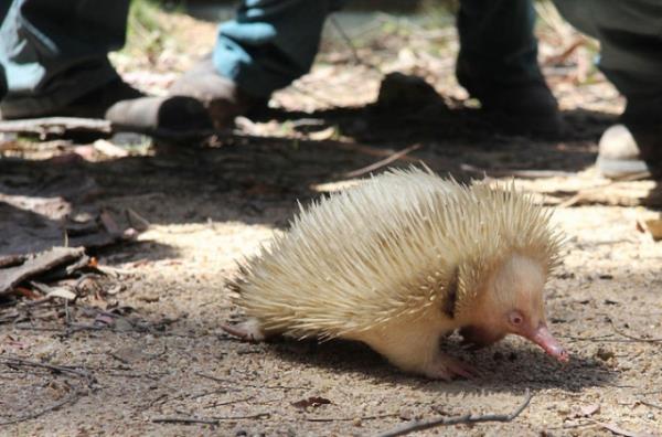 Albino hastal olan hayvanlar grenleri artyor.