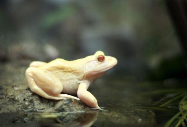 Albino hastal olan hayvanlar grenleri artyor.