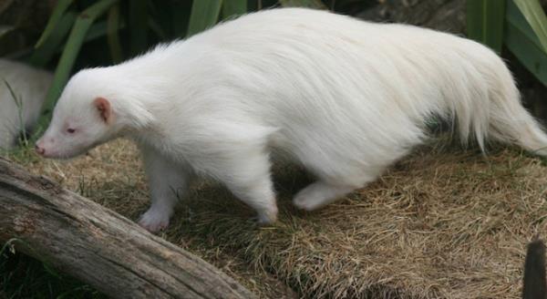 Albino hastal olan hayvanlar grenleri artyor.