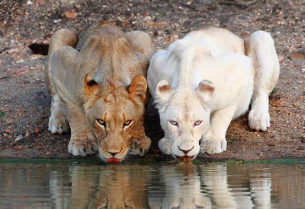 Aknlk ya da albinizm, soydan geen bir metabolizma hastaldr. Bu hastal tayanlara akn ya da albino denir.