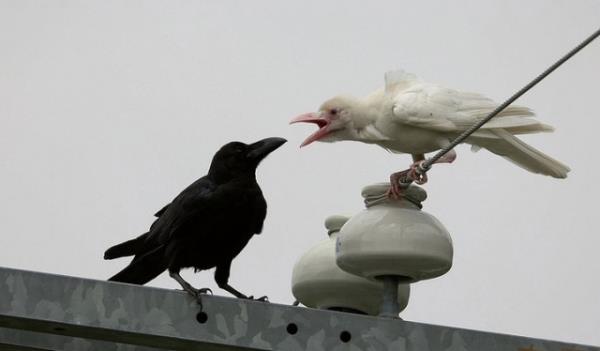 Albino hastal olan hayvanlar grenleri artyor.