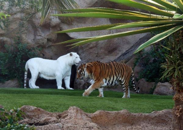 Albino hastal olan hayvanlar grenleri artyor.
