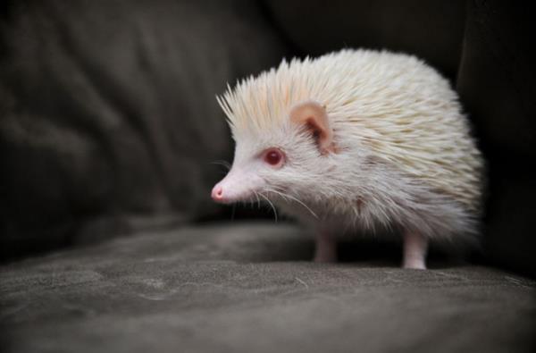 Albino hastal olan hayvanlar grenleri artyor.