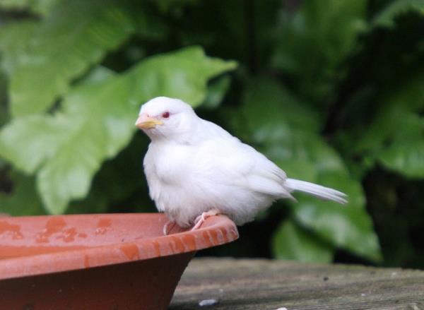 Albino hastal olan hayvanlar grenleri artyor.