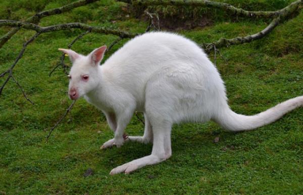 <b>Tam aknlk,</b> yaban hayvanlarnda ok ender grlr; nk retken yaa kadar bu hayvanlarn ok az hayatta kalabilir. Btnyle akn yaban hayvanlar, yrtclara kar koruyucu renklerinden yoksundurlar; bu yzden uzaktan kolayca grnrler.