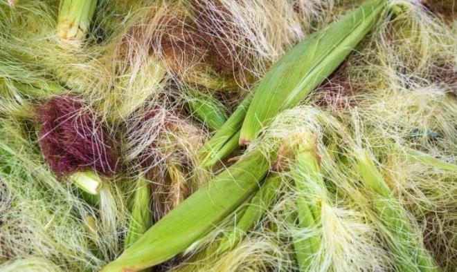 Msr pskl, bbrek ve idrar yolu rahatszlklarnda, sindirim sistemi, diyabet, sa ve cilt sorunlarnda tedaviye yardmc olarak kullanlyor. Sakinletirici ve rahatlatc etkisi de bulunan msr psklnn faydalar saymakla bitmiyor. Peki msr psklnn bilinmeyen faydalar nelerdir?