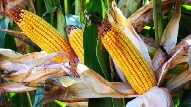 drar artrp skt ve dem attrd iin, detoks amal da yararlanlabilmektedir. Bu ekilde eklemlerdeki birikintilerin atlmasna yardmc olduundan gut, artrit, romatizma rahatszlklarnda da tedaviye destek olarak kullanabilirsiniz.