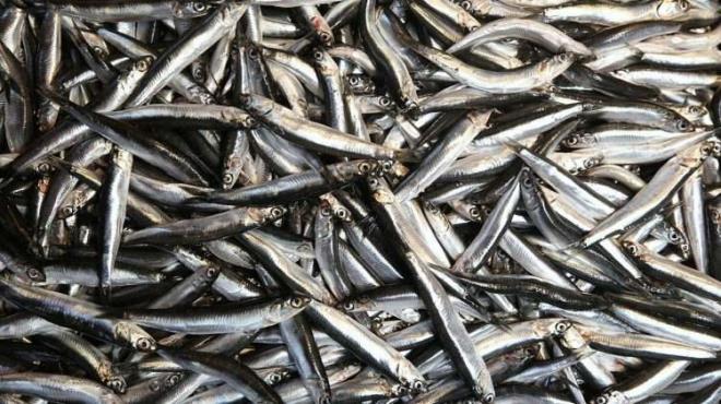 Hamsi ve istavrit k aylarnda sofralara ok sk gelen balklar arasnda. Byk kk demeden herkesin ok severek tkettii hamsi ve istavrit klyla beraber yenildiinde vcuda olan faydalarn biliyor musunuz? Uzmanlar yllar sonra bilinmeyen gerekleri aklad.