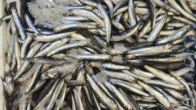 Balk sezonu aldnda tezgahlar nce kk sonra iri balklarla dolup taar.  Haftada 2 kez tketilmesi nerilen baln faydas ok ama bu fayday maksimum dzeyde salamak gerekir.