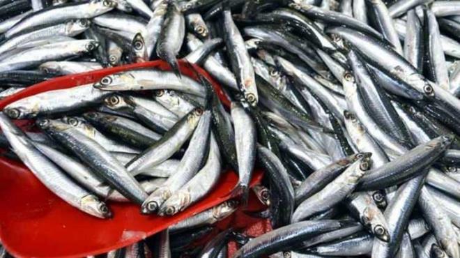 Balklar genellikle klndan ayrp tketiriz. Ancak hamsi ve istavritin klklarn kesinlikle karmadan tketmemiz gerekiyor. Yllardr yaplan bu yanl hemen bir kenara brakn ve bir dahaki sefere balk yediinizde klklarn sakn ayrmayn!