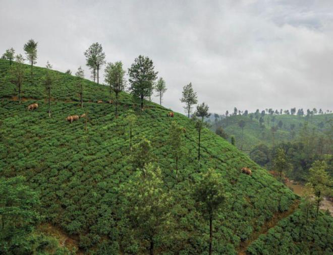 Valparai Hindistan  <br>  Filler, 1800'lerin sonlarında bitkisel üretime dönüştürülmeden önce bir zamanlar orman yaşam alanlarının bir parçası olan çay tarlasında dolaşıyor. Bugün bölgede 120 fil arasında yaklaşık 70.000 kişi yaşıyor ve çalışıyor.  <br>  FOTOĞRAF: BRENT STIRTON