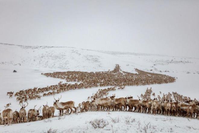 Kuzeybatı Toprakları, Kanada  <br>  Inuvialuit çobanları, Kanada'nın sayıları 4 bin civarında olan son serbest dolaşan ren geyiği sürüsünü yavrulama alanına taşıyor.  <br>  FOTOĞRAF: KATIE ORLINSKY