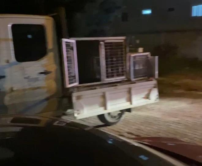 Kadnn kpein Anl A. adl arkadana ait olduunu syledii kaydedilirken pitbull, belediye ekipleri tarafndan yakalanarak koruma altna alnd.