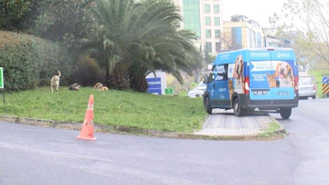 alkan salk ekiplerine bilgi verirken belediye ekipleri de olay yerine ynlendirildi. Yaral ambulans ile hastaneye gtrlrken, Baclar Belediyesi Veteriner Mdrl ekipleri kpekleri uyuturucu ine ile yakalad.