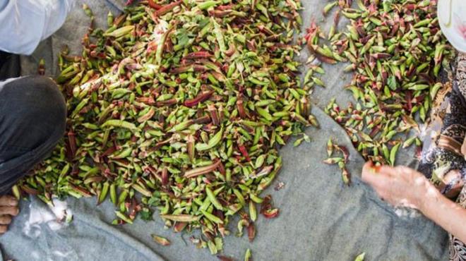 Sindirim sa�l��� i�in �nemli olan lif, bamya tohumlar�nda bol miktarda bulunur. B�ylece sindirim sistemini d�zenler, tokluk hissi sa�lar ve kolesterol seviyelerini dengeleyebilir.