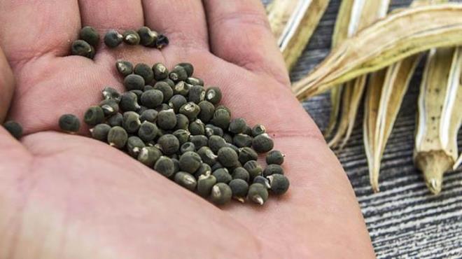 Potasyum, magnezyum, demir ve �inko gibi �nemli mineraller bamya tohumunu olu�turan zengin i�eriklerdir. Bu mineraller, kemik sa�l���n� destekler, kan bas�nc�n� d�zenler ve enerji metabolizmas�na katk�da bulunur.