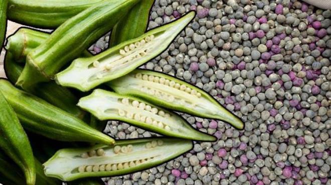 Bamya tohumu Abelmoschus esculentus bitkisinin tohumlar�d�r. Bu bitki, genellikle s�cak iklimlerde yeti�ir ve Asya, Afrika ve Orta Do�u mutfa��nda yayg�n olarak kullan�l�r.