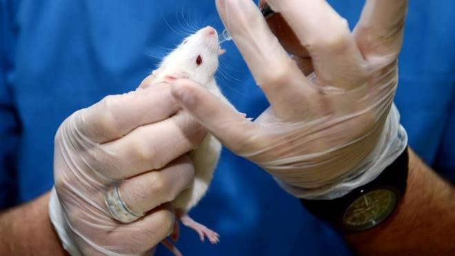 Tedaviyi alan fareler ayn zamanda daha salkl kalplere ve karacierlere sahipti.    Bu gen terapisi henz insanlar iin mevcut deil, ancak uzmanlar bunun be yl iinde olabileceini sylyor.