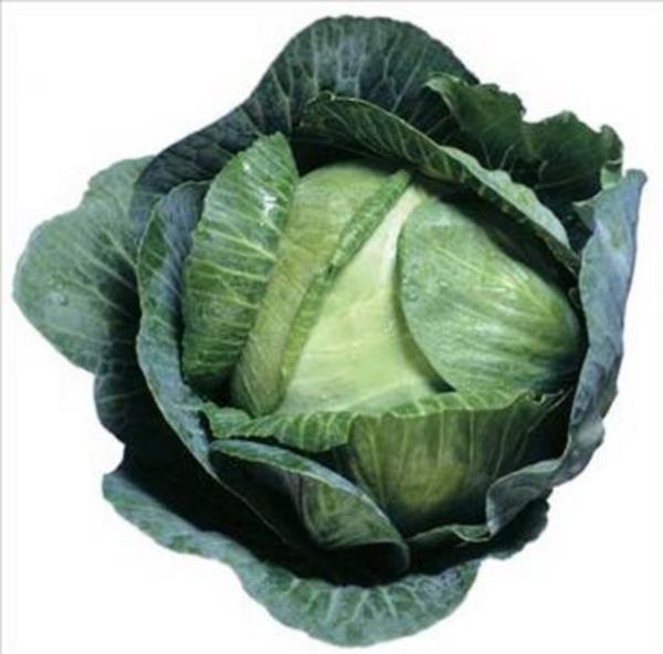 <b>Lahana:</b> D���k kalorili olmas�, idrar s�kt�r�c� �zelli�iyle v�cuttaki fazla �demi atmas� ve toksin at�c� �zelli�iyle v�cutta biriken zehirli maddeleri ar�nd�rmas� lahanay� diyet yapanlar�n favori k�� sebzelerinin aras�na sokmaktad�r. Lahana ayn� zamanda A, B ve C vitaminlerince zengindir.