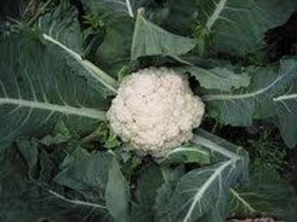 <b>Karnabahar:</b> Enfeksiyon �nleyici ve anti bakteriyel �zellikleri olan karnabahar, kronik idrar yollar� enfeksiyonlar� i�in bilinen en iyi sebze. Vitamin ve mineraller bak�m�ndan zengin bir besindir. A, C, B1 ve B2 vitaminleri ile kalsiyum, potasyum, fosfor, fosfat ve demir minerallerini i�erir. Ba��rsaklar�n d�zenli �al��mas�n� sa�layarak kab�zl��� �nler ve v�cuttaki zararl� maddelerin uzakla�t�r�lmas�na yard�mc� olur.