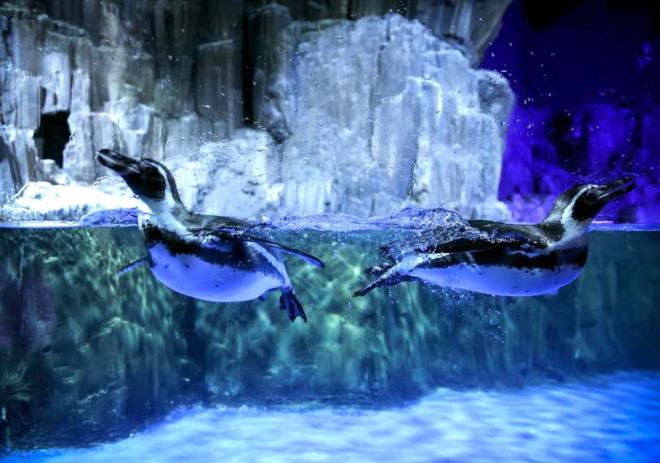 Yar yl tatilinde (smestir) stanbul'da ocuklar iin en elenceli adresler - 6  DARICA HAYVANAT BAHES    Trkiye'nin ilk zel hayvanat bahesi olan Darca Hayvanat Bahesi'ni ziyaret edenler, aslandan maymuna, timsahtan boz ayya, farl trlerde kulardan srngenlere kadar ok sayda canly grme imkan bulacak.